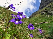 13 Pinguicula vulgaris (Pinguicula comune)